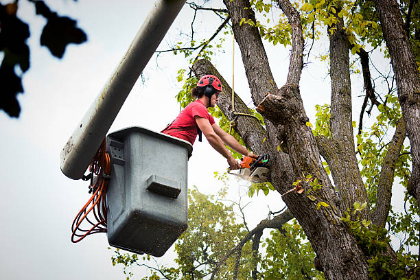 Best Tree and Shrub Care  in Oakdale, MN